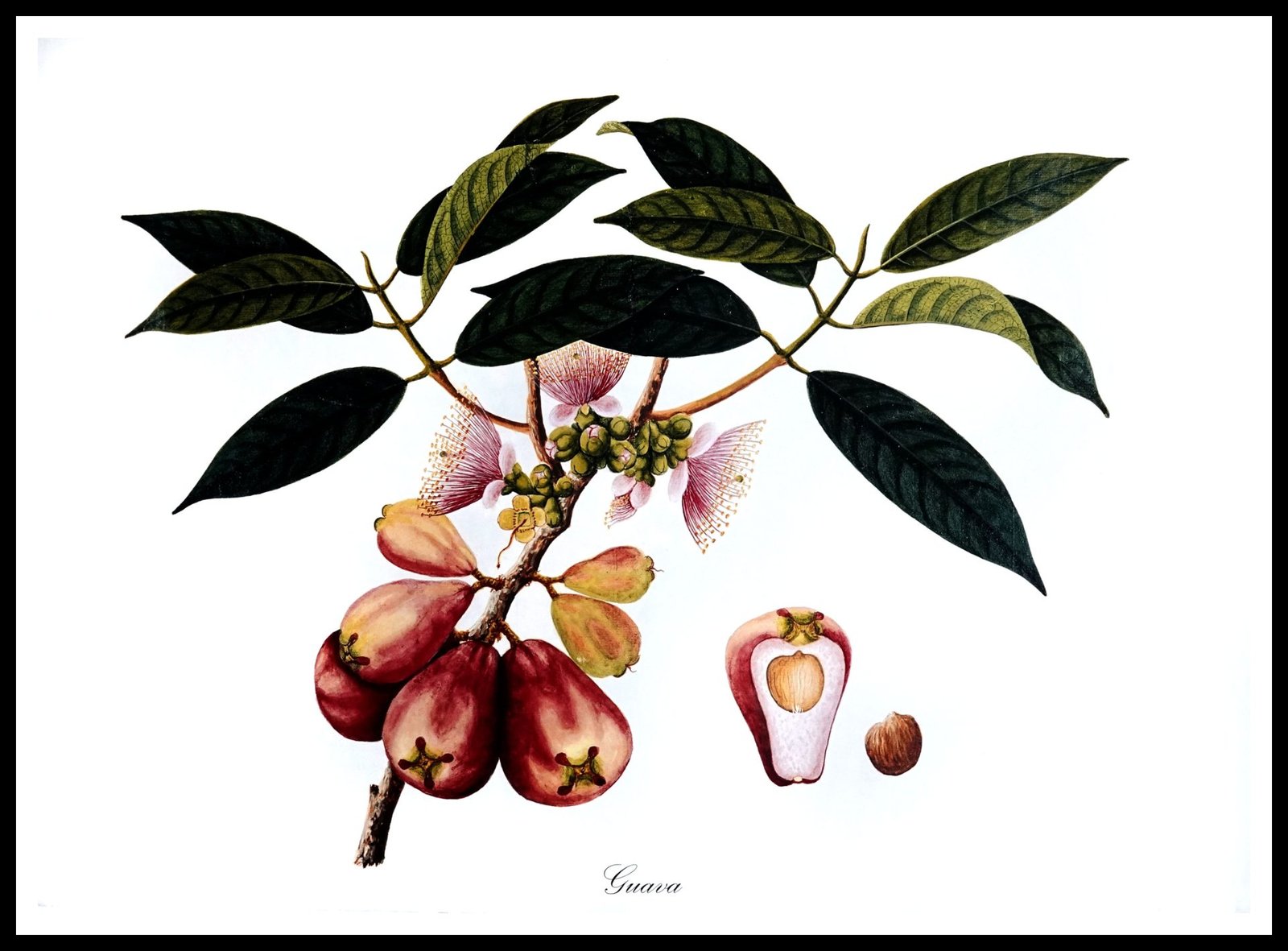 ALP E13019 Guava (Antique Prints)